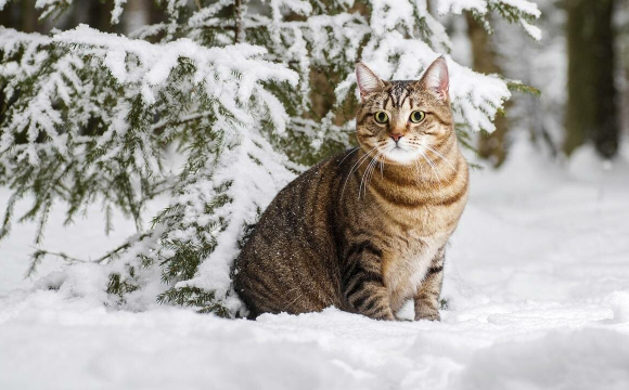 Коти знають, якою буде зима: народні прикмети