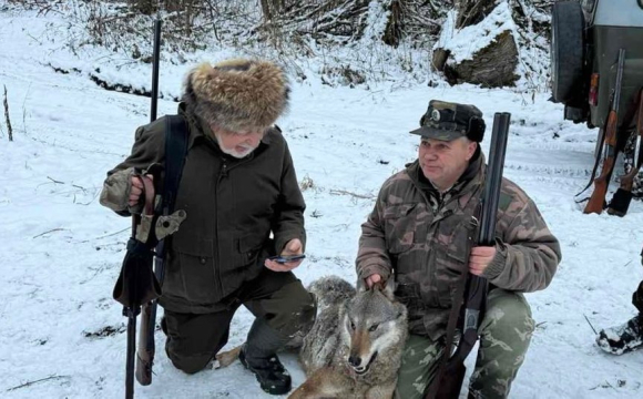 На заході України масове нашестя вовків